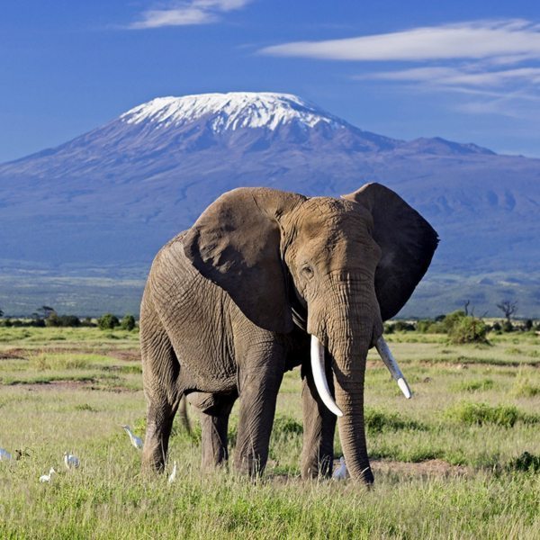 Kenya_Amboseli600x600