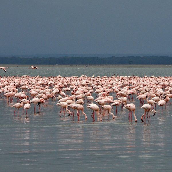 Lake Nakuru National Park 600x600 1